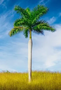 royal palm tree