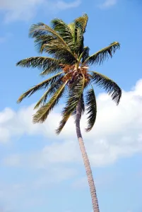 coconut palm tree
