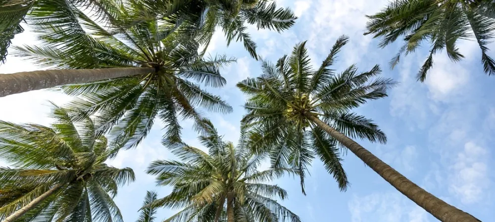 multiple palm trees under the sky