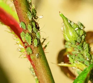 aphids