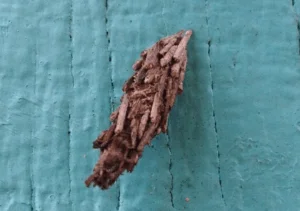 bagworm