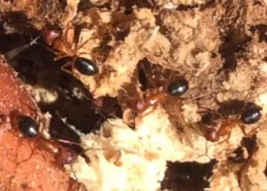 carpenter-ant-party