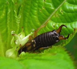 earwig