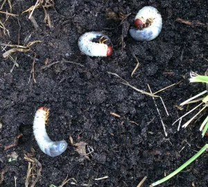 grub-worms-in-soil-pest-control-lawns