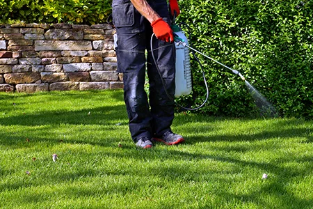 lawn pest control, spraying lawn for pests