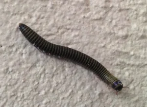 millipede