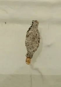 plaster-bagworm