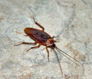 roach-pest-identification