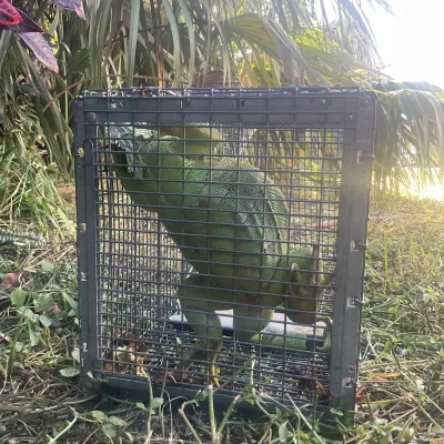 an iguana in a trap