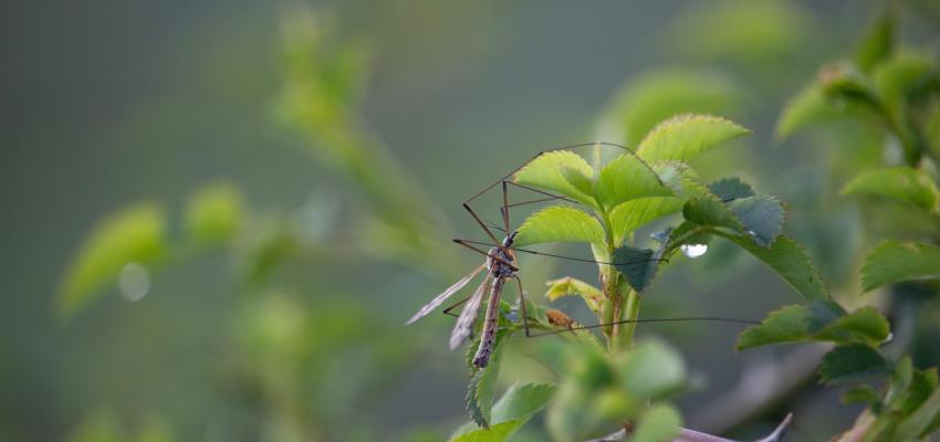 Crane Fly on Leaf