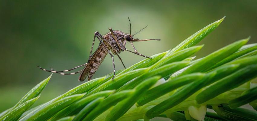 Mosquito on Green Leaf