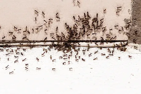 ants in a home