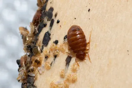 bed bug on a mattress