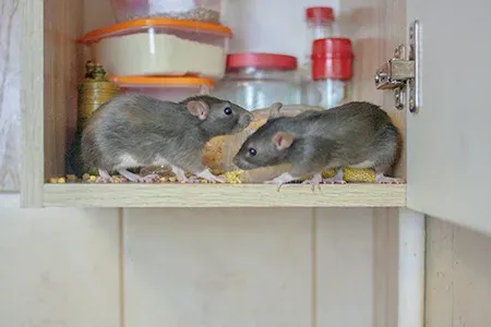 mouse in a kitchen cabinet