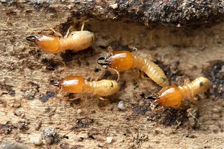 termites on wood