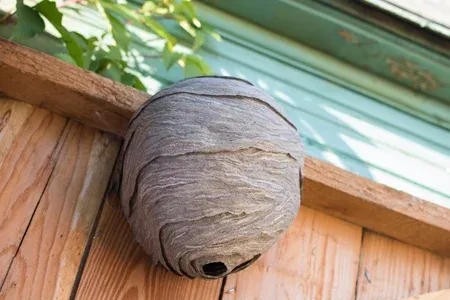 wasp nest