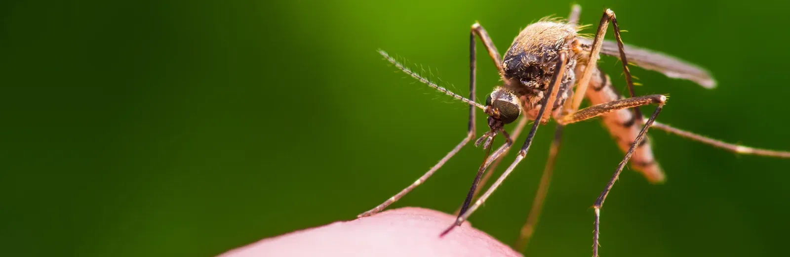 mosquito landing on someone's arm