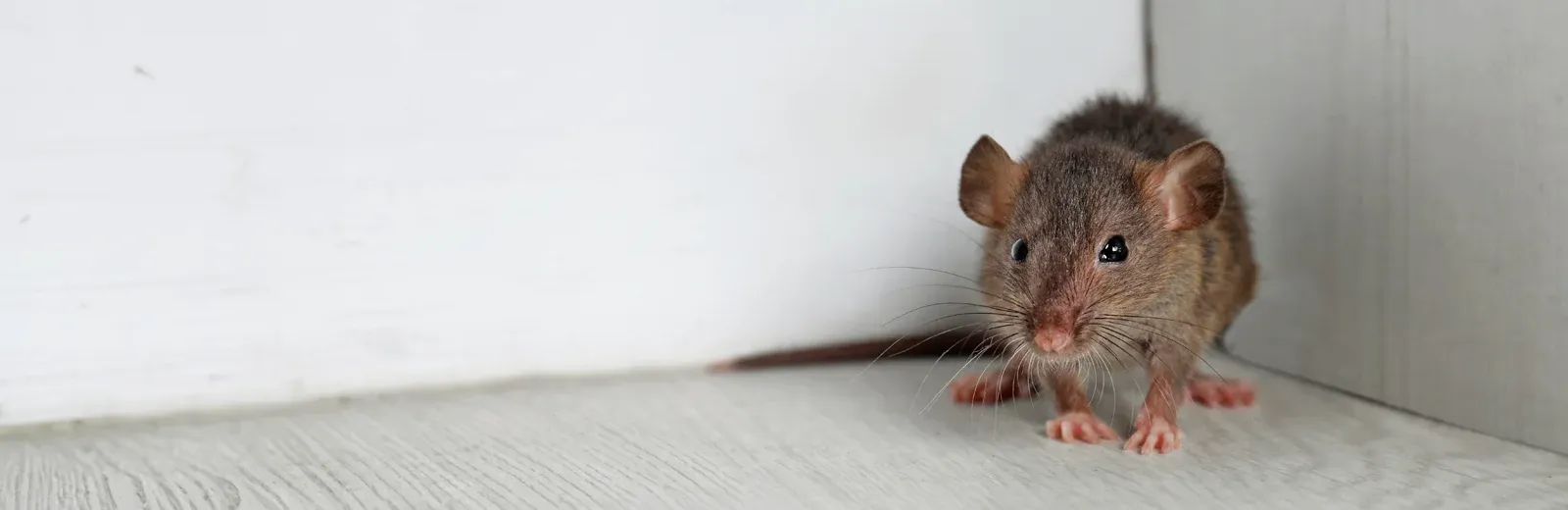 mouse in living room of a home