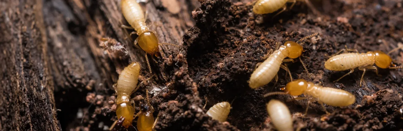 termites on wood