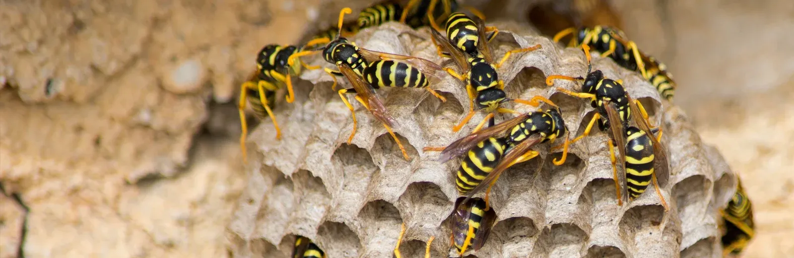 wasp nest