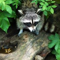 raccoon hiding in backyard