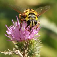 bee on flower