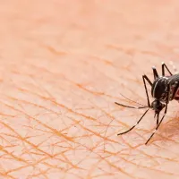 Female Mosquito Feeding on Blood