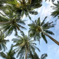multiple palm trees under the sky