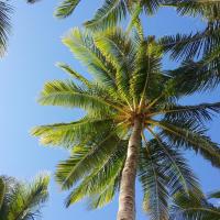 palm trees in southwest florida