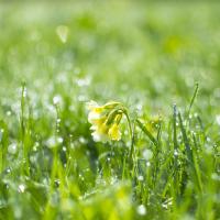 watered lawn in Florida