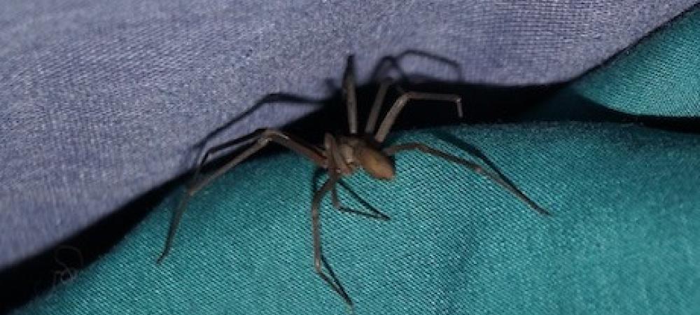 Brown recluse spider in Fort Myers Florida