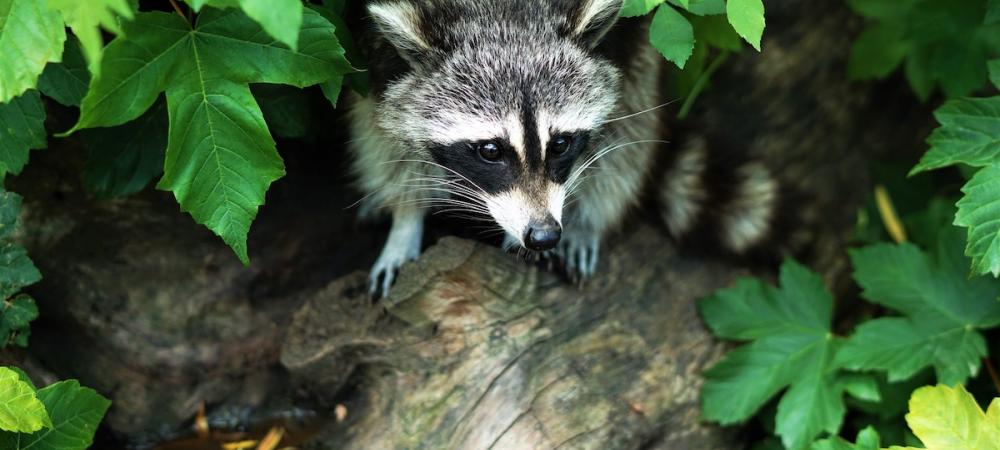 raccoon hiding in backyard