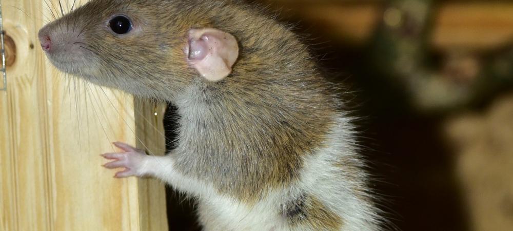 Rodent in Fort Myers