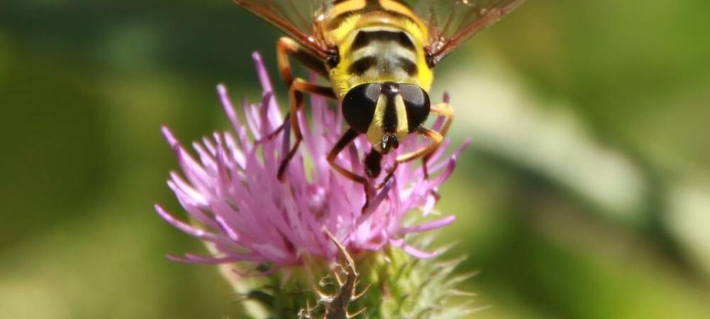 bee on flower