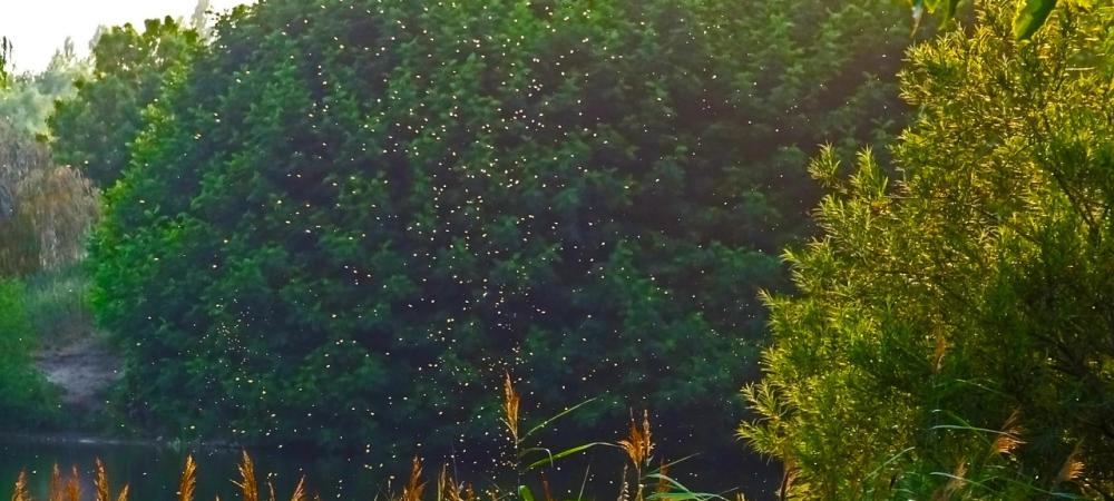 Mosquitoes in Backyard