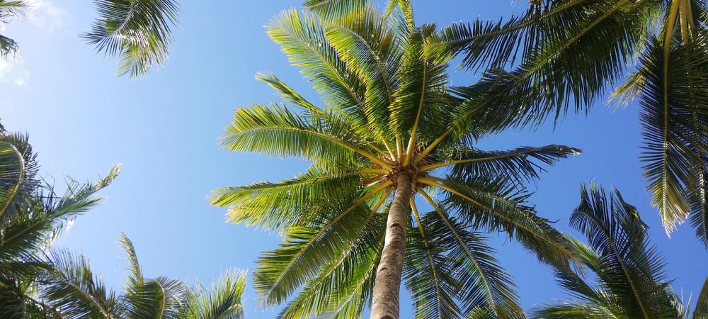 palm trees in southwest florida