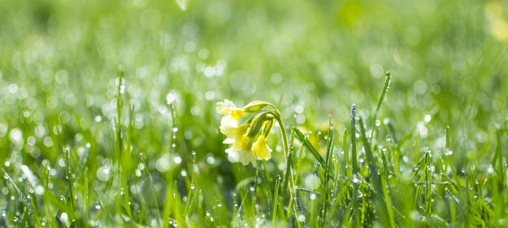 watered lawn in Florida