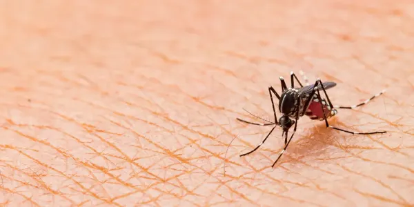 Female Mosquito Feeding on Blood