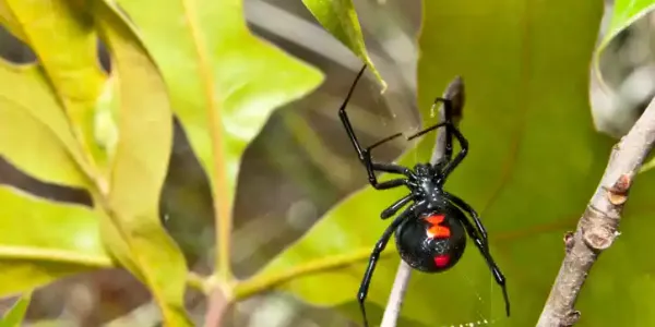 a black widow spider on a web