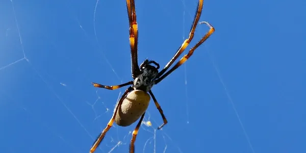 a golden silk orb weaver spider in a web