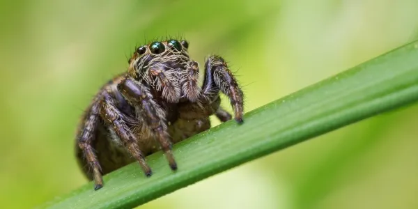 a jumping spider on a leaf