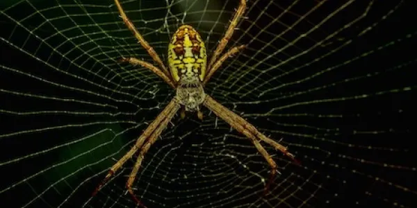 an orb weaver spider in a web