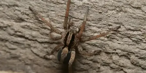a wolf spider on a log