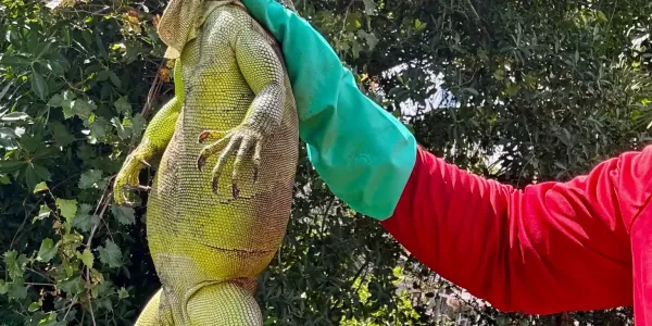 an iguana caught by a technician