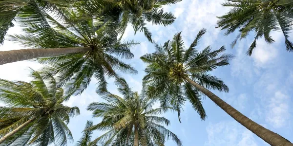 multiple palm trees under the sky