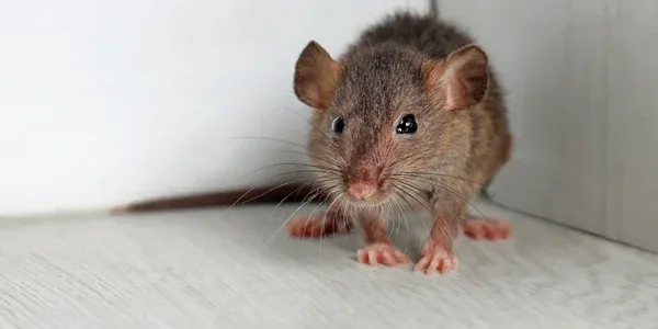 mouse in living room of a home