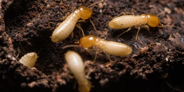 termites on wood