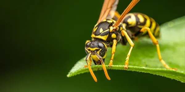 wasp outside on a leaf