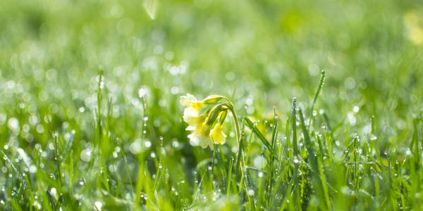 watered lawn in Florida