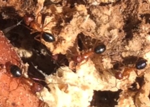 capenter ants